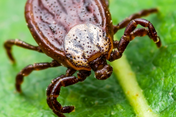 Facts About Lyme Disease